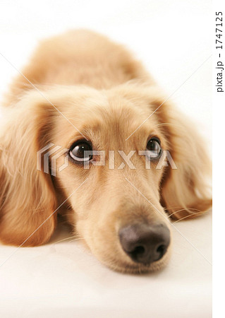 犬 1747125
