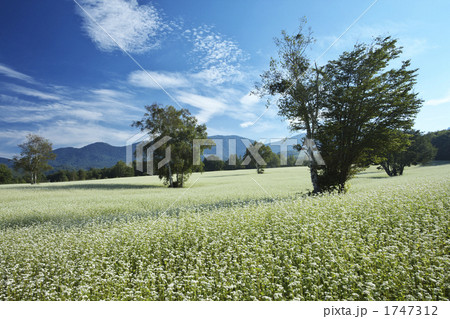 福島　南会津のそば畑 1747312