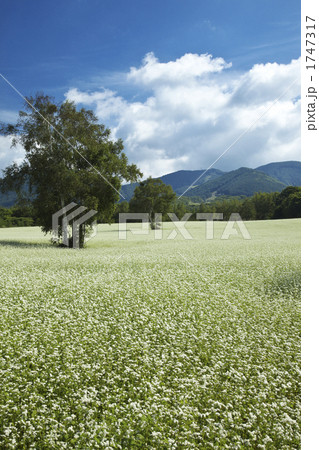 福島　南会津のそば畑 1747317