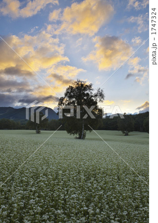 福島　南会津のそば畑 1747324