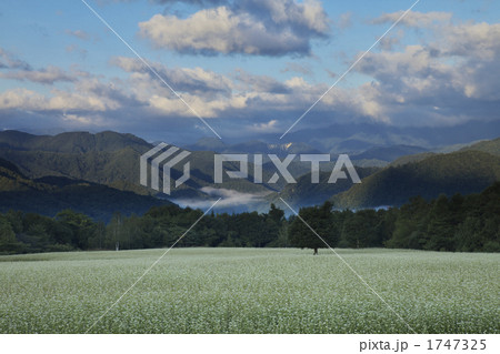 福島　南会津のそば畑 1747325