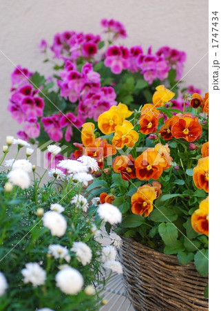 ベランダガーデニング 1747434