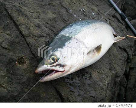 カラフトマス 1747478