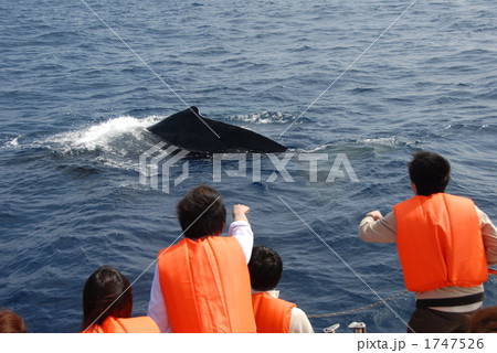 ホエールウォッチング 1747526