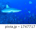 グレイリーフシャーク 1747717