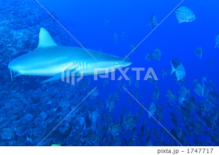 グレイリーフシャーク グレイリーフシャーク 1747717