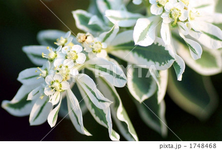 ハツユキソウ 1748468