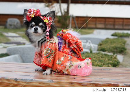 小型犬 振り袖 犬の写真素材