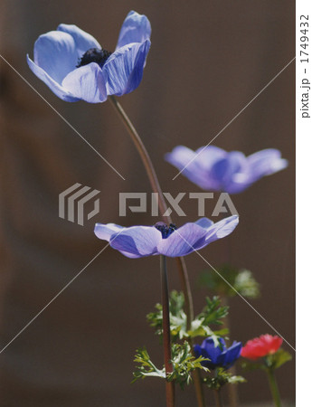 ブルーの花 1749432