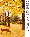 イチョウとベンチ 1749630