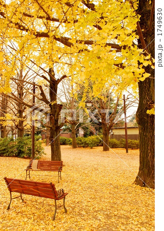 イチョウとベンチ 1749630