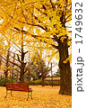 イチョウとベンチ 1749632