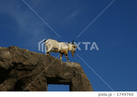 やぎ 1749760