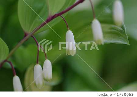 アマドコロの花の写真素材