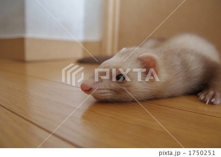 パスバレーフェレット(シナモン) パスバレーフェレット(シナモン) 1750251