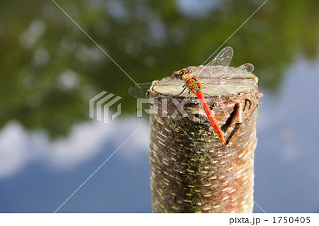 赤トンボ 1750405
