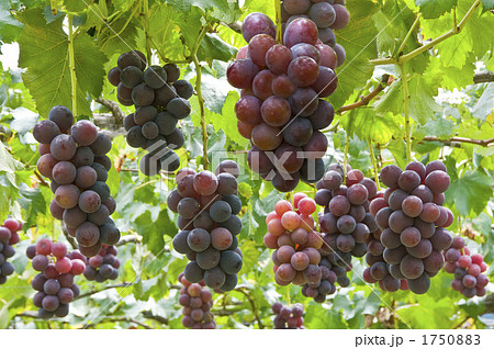 撓わに実った葡萄の房 撓わに実った葡萄の房 1750883