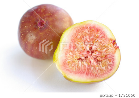 無花果 無花果 1751050