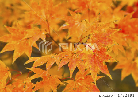 平筒沼自然公園の紅葉 平筒沼自然公園の紅葉 1752391