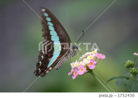ランタンの蜜を漁るアオスジアゲハ ランタンの蜜を漁るアオスジアゲハ 1752430