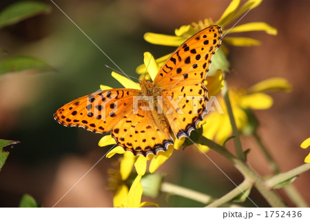 華やかなつまぐろひょうもん蝶 華やかなつまぐろひょうもん蝶 1752436