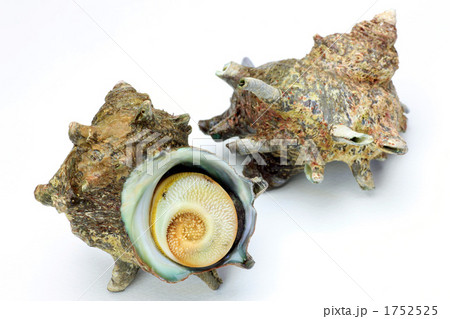 サザエ サザエ 1752525