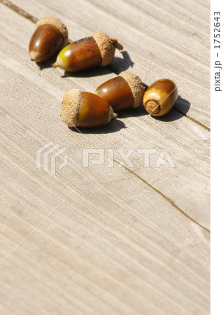 ドングリ ドングリ 1752643