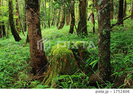 夏の大台ケ原 原生林 夏の大台ケ原 原生林 1752806