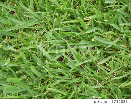 芝生 アップの写真素材