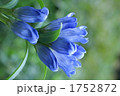 1752872