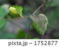 綿の実 1752877