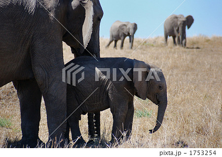 マサイマラの象です。 1753254