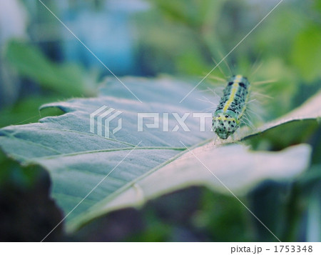 フタトガリコヤガの幼虫 1753348