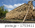 秋の収穫 はざがけ米　越後平野の恵みいっぱいのお米 1753411