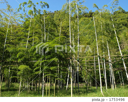 鹿児島・仙巌園の江南竹林 鹿児島・仙巌園の江南竹林 1753496