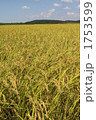 稲穂の実り　秋のコシヒカリ収穫 1753599