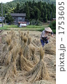 昔ながらの農作業風景　わら縛り 1753605