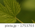 1753703