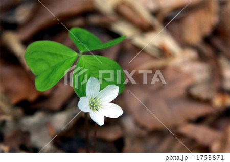 ミヤマカタバミ　高山植物 1753871