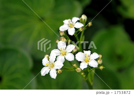 イワイチョウ 高山植物 イワイチョウ 高山植物 1753872