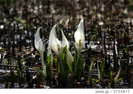 ミズバショウ　鳥海山 1753877