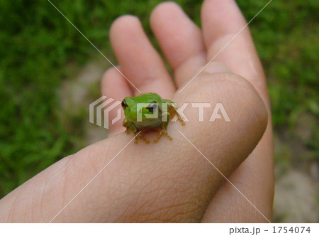 カエル 1754074