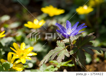 キクザキイチゲとヒメリュウキンカの花 1754422