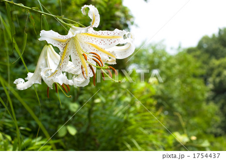 ヤマユリの花 ヤマユリの花 1754437
