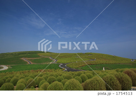 みはらしの丘のコキア みはらしの丘のコキア 1754513