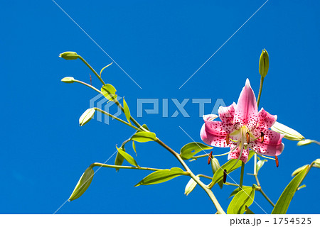 カノコユリの花と空 1754525