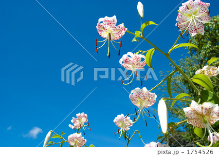 カノコユリの花と空 1754526