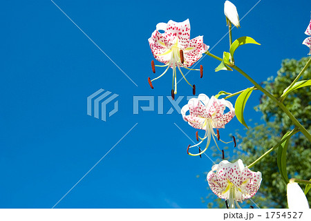 カノコユリの花と空 1754527