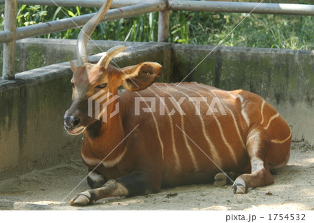 ボンゴ 陸上動物 動物の写真素材