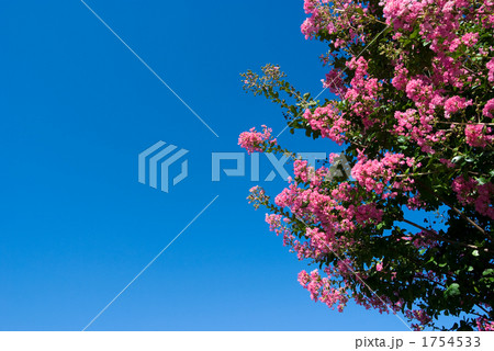 サルスベリの花と空 サルスベリの花と空 1754533